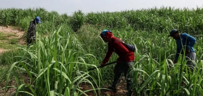 Açúcar é pressionado por queda da produção na Tailândia, 3º maior fornecedor mundial
