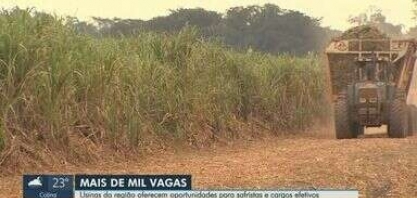 Usinas da região de Ribeirão Preto oferecem mais de 1,2 mil vagas de emprego