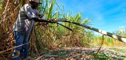 Cana-de-açúcar impulsiona empregos no agronegócio mineiro em 2023