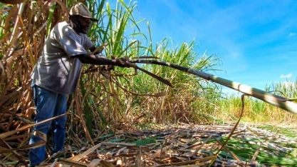 Cana-de-açúcar impulsiona empregos no agronegócio mineiro em 2023