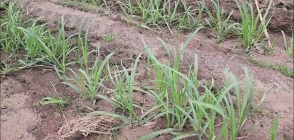 Veja o resultado do plantio mecanizado de cana na Usina Caeté em Alagoas