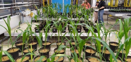 Novo nanomaterial mantém mais fósforo disponível no solo do que fertilizante vendido no mercado