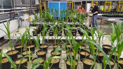 Novo nanomaterial mantém mais fósforo disponível no solo do que fertilizante vendido no mercado