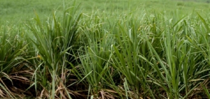 Zona canavieira será marcada por chuva acima da média no próximo trimestre em Pernambuco