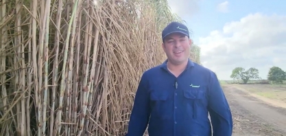 A recém-lançada Vertix 12, variedade rústica de alta produtividade em ambientes restritivos