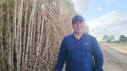 A recém-lançada Vertix 12, variedade rústica de alta produtividade em ambientes restritivos