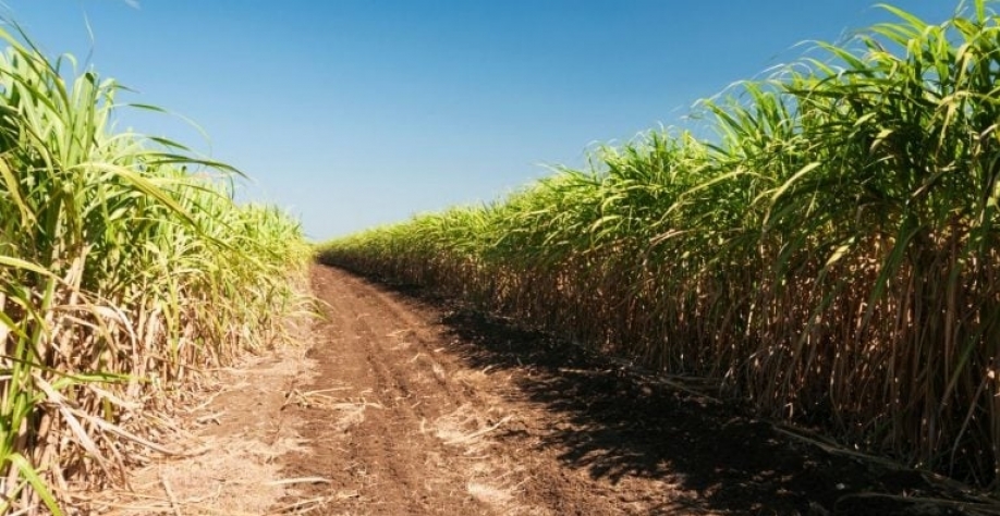 lantação de cana-de-açúcar - canavial - Foto: Getty Images