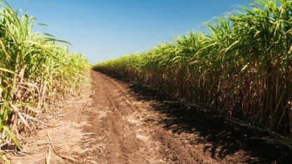 OIA eleva previsão de déficit global de açúcar para 2023/24