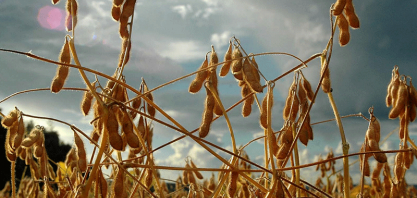 ABIOVE: projeções apontam menor produção de soja, mas processamento segue em 54,5 milhões/t