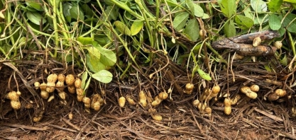 Plantio de amendoim direto na palha reduz custo de produção em até 20% e erosão do solo em 90%
