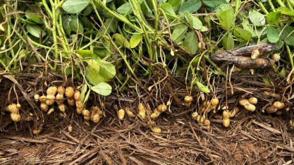 Plantio de amendoim direto na palha reduz custo de produção em até 20% e erosão do solo em 90%