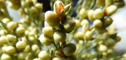 Etanol de sorgo deve abrir forte demanda pela produção do cereal