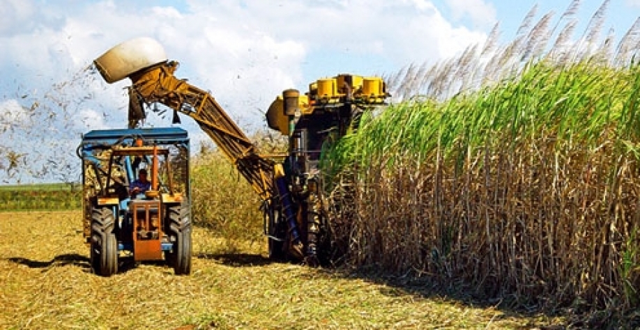 Cana-de-açúcar - Foto: Reprodução