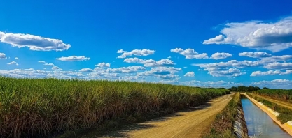 Cana-de-açúcar: indústrias aquecem mercado de trabalho em MG