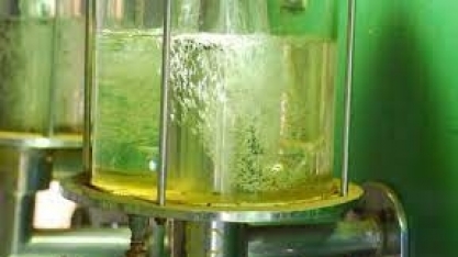 ANP: etanol está mais competitivo em relação à gasolina em 15 estados e no DF