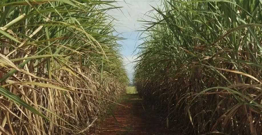 Brasil e Tailândia encerram contencioso na OMC sobre subsídios ao setor de cana e de açúcar - Foto: Elza Fiuza/Agência Brasil