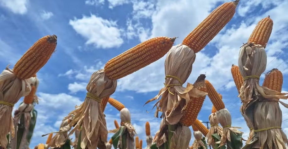 Custo de aquisição do milho deve cair — Foto: José Florentino / Globo Rural