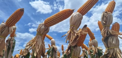 São Martinho vê perspectiva melhor para etanol de milho em 2024/25