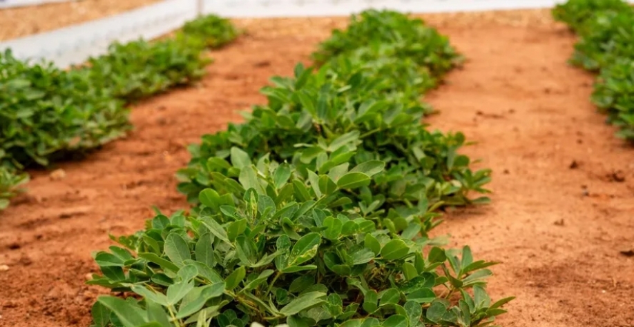 Falta de chuvas afetou a produtividade das lavouras, reduzindo o volume da colheita do amendoim — Foto: Divulgação
