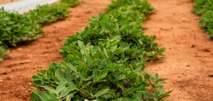 Safra de amendoim deve ser maior, mas falta de chuva frustra produtores