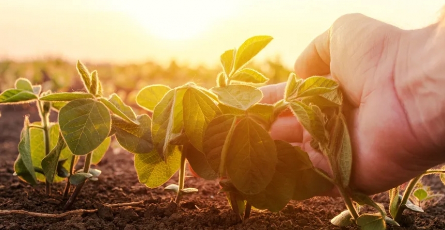 Sustentabilidade nos sistemas agroalimentares é uma das prioridades apresentadas pelo Brasil — Foto: Getty Images