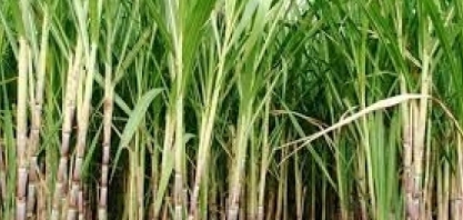 Conheça o tijolo feito de cana-de-açúcar