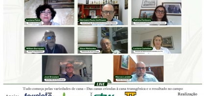 O manejo correto é fundamental para o bom desempenho das variedades de cana