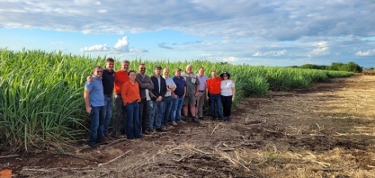 Produtividade da cana cresce na África do Sul 