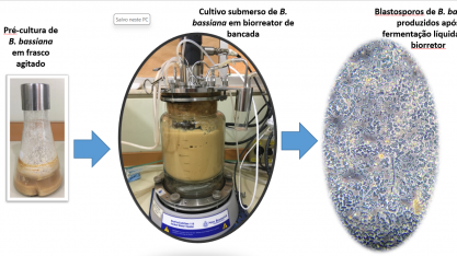 Descoberta pode contribuir com o controle biológico de pragas