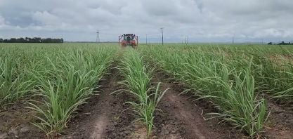 Operação quebra-lombo em canavial da Usina Caeté, Alagoas