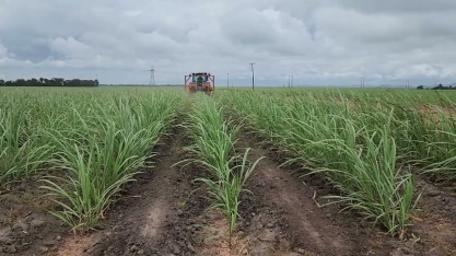 Operação quebra-lombo em canavial da Usina Caeté, Alagoas