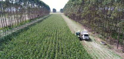 Brasil possui 28 milhões de hectares de pastagens degradadas com potencial para expansão agrícola