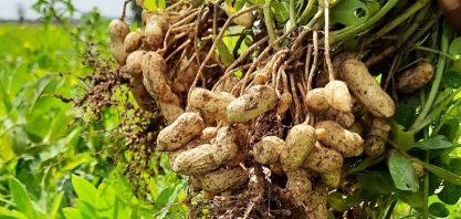 Mesmo com chuvas irregulares, BR deve se manter no topo das exportações de óleo de amendoim