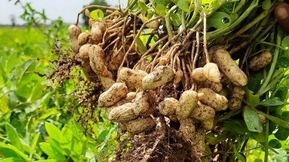 Mesmo com chuvas irregulares, BR deve se manter no topo das exportações de óleo de amendoim