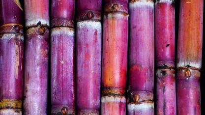 Em expansão, ERT prepara abertura de fábrica de plástico de cana em Manaus