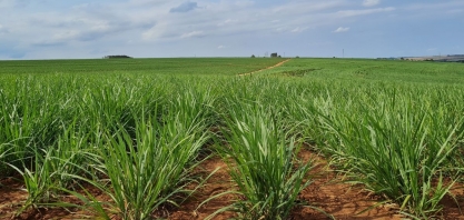 Produção de cana na safra 24/25 deve cair, apontam consultoria e Orplana