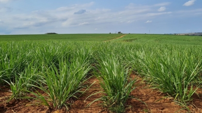 Produção de cana na safra 24/25 deve cair, apontam consultoria e Orplana