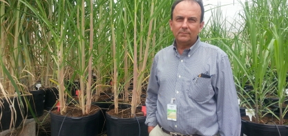 Hermann Hofmann será debatedor na Live: Tudo começa pelas variedades de cana