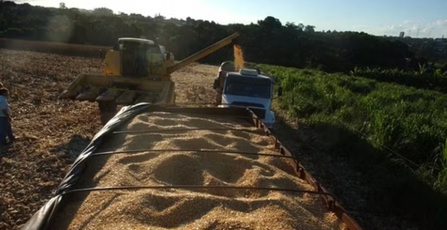 Embarques brasileiros de DDG devem crescer 30% em 2024 — Foto: Globo Rural