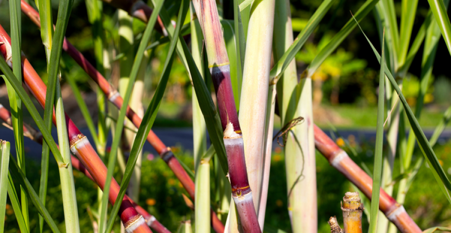 Agronegócio bate recorde de exportações em janeiro, com US$ 11,72 bilhões