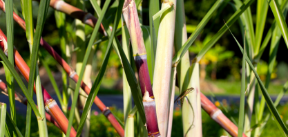 Agronegócio bate recorde de exportações em janeiro, com US$ 11,72 bilhões