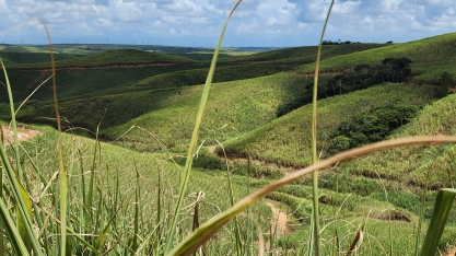 Zona canavieira será marcada por chuva acima da média no próximo trimestre em Pernambuco