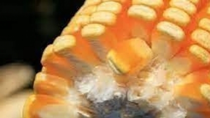 Etanol de milho sustenta produção do hidratado do centro-sul em 24/25, diz StoneX