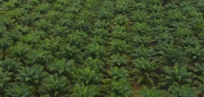 Palma de óleo é alternativa para produtores e mercado de biocombustíveis