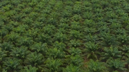 Palma de óleo é alternativa para produtores e mercado de biocombustíveis