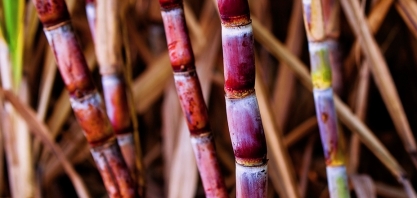 Você conhece os produtos derivados da cana-de-açúcar?