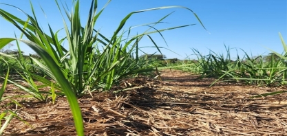 Uso de organominerais reduz custos de produção e não deixa produtores à mercê das oscilações dos preços dos fertilizantes minerais