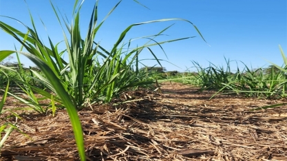 Uso de organominerais reduz custos de produção e não deixa produtores à mercê das oscilações dos preços dos fertilizantes minerais