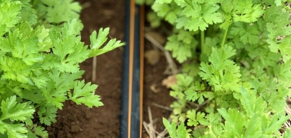 Irrigação por gotejamento: o segredo por trás do aumento de produção de hortifrúti em até 150%
