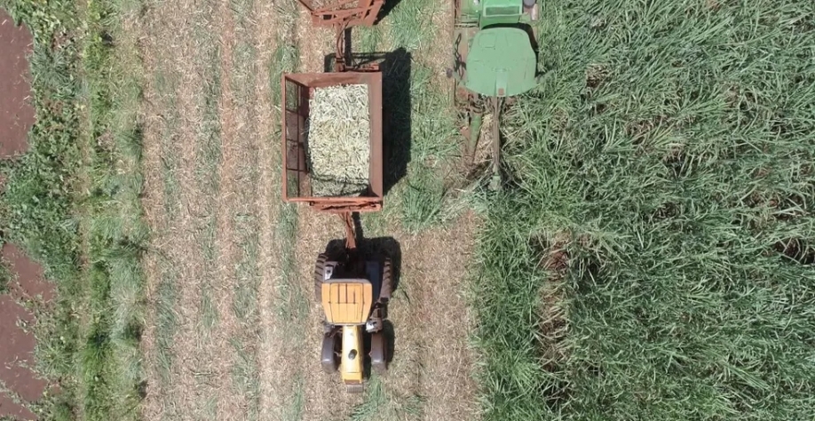 Safra 2023/2024 deve terminar com 656 milhões de toneladas moídas — Foto: Reprodução/EPTV